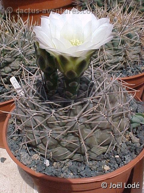 Gymnocalycium gibbosum chubutense